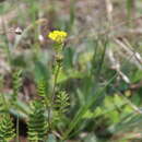 Image of Potentilla pimpinelloides L.