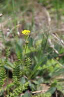 Image de Potentilla pimpinelloides L.