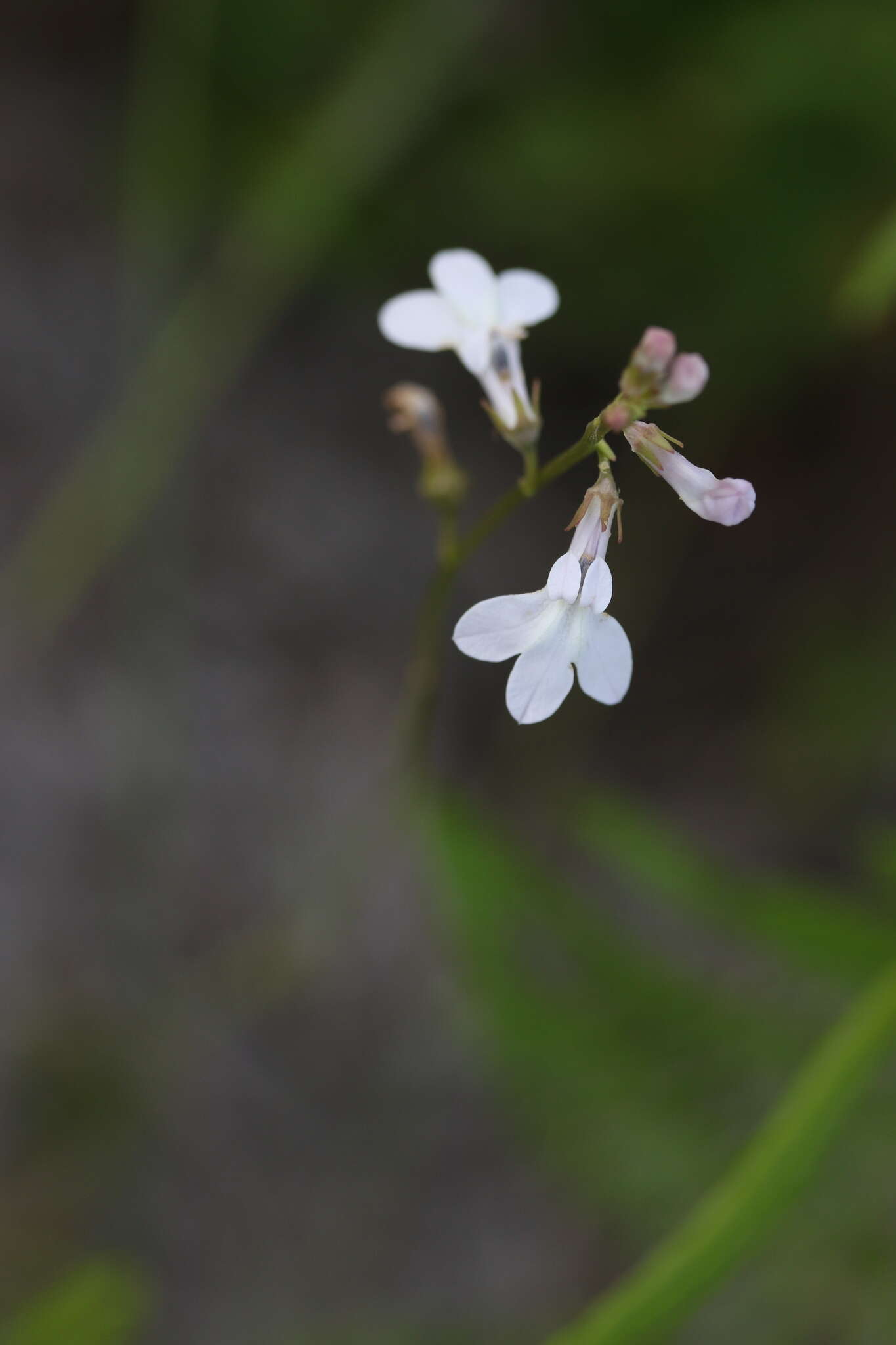 Imagem de Lobelia paludosa Nutt.