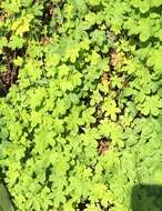 Image of Tropaeolum ciliatum Ruiz & Pav.