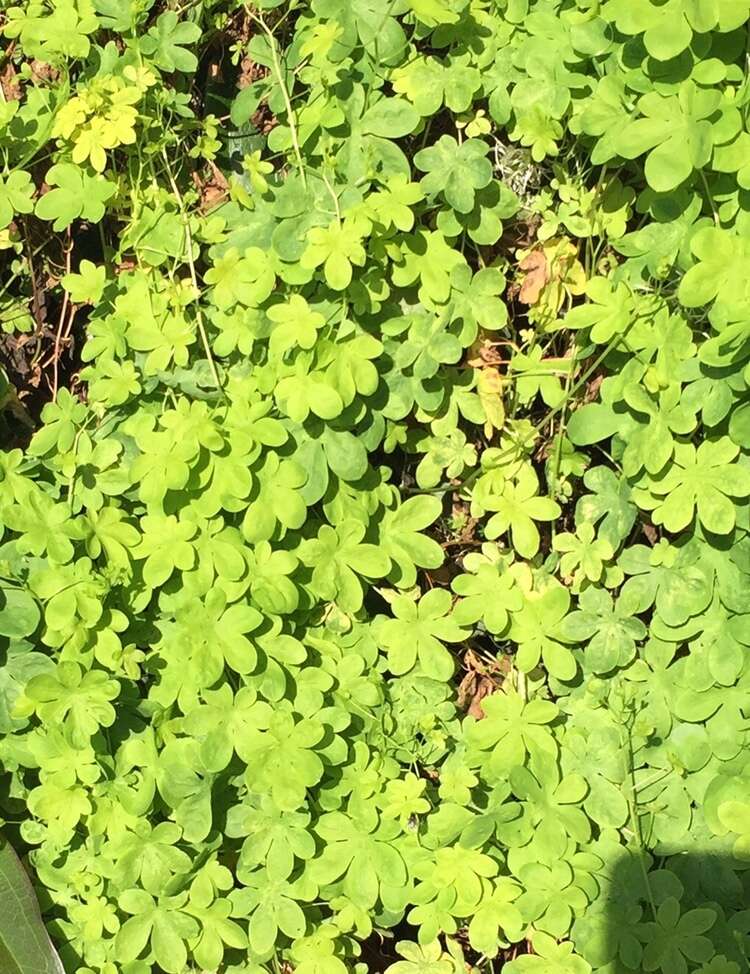 Image of Tropaeolum ciliatum Ruiz & Pav.