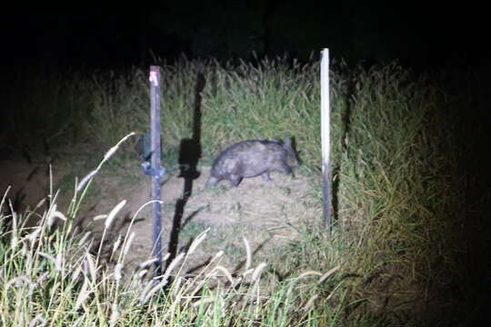 Image of Northern Hairy-nosed Wombat