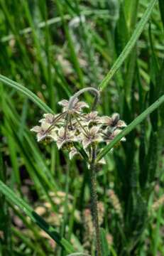 Image of Asclepias concinna (Schltr.) Schltr.