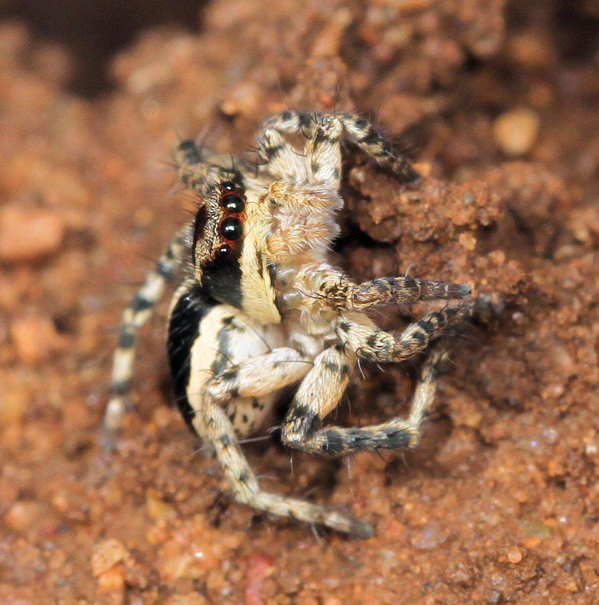 Image of Stenaelurillus termitophagus (Wesołowska & Cumming 1999)