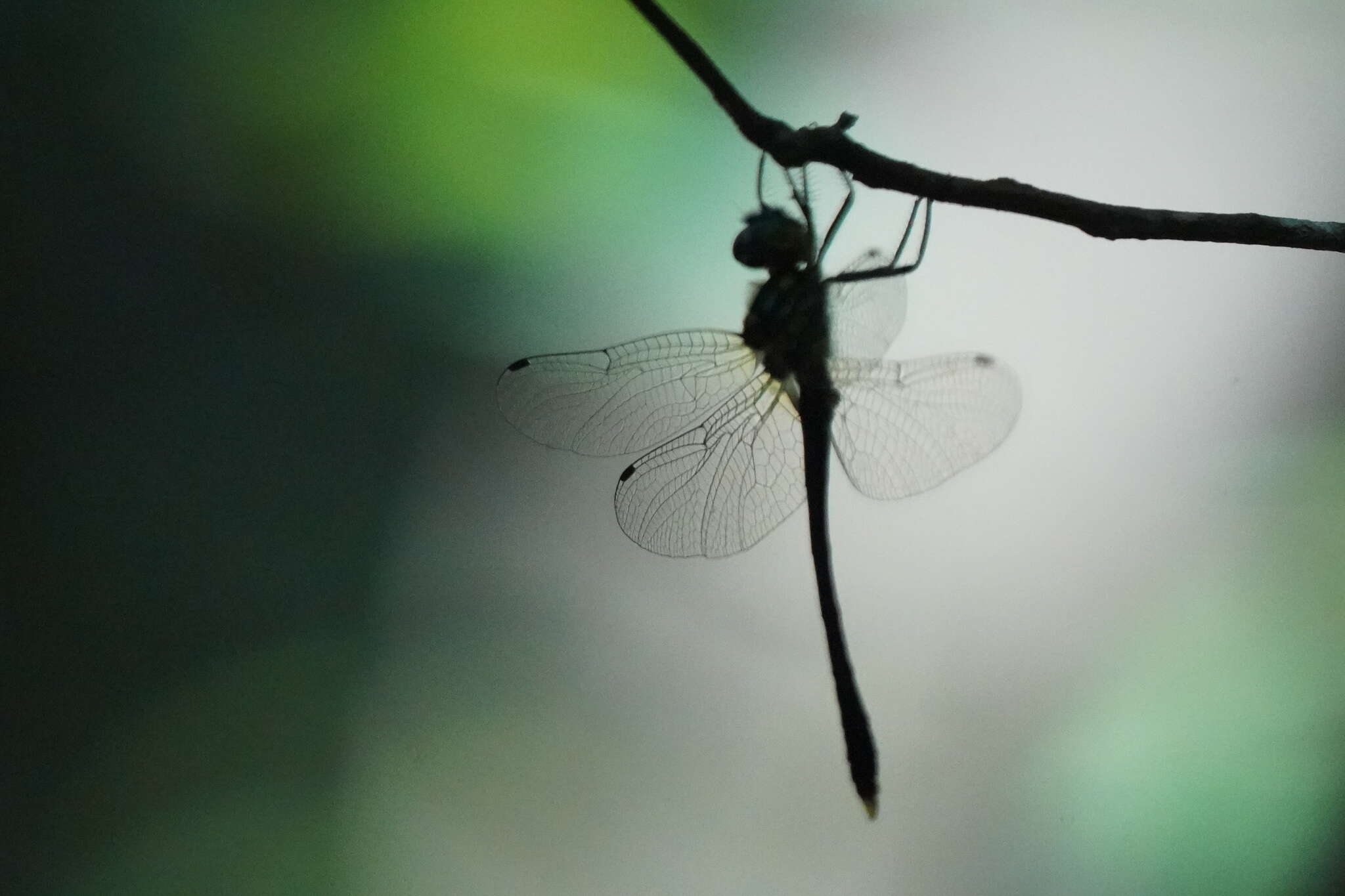 Image of Macromidia ellenae Wilson 1996