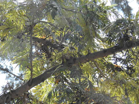 Image of Plumbeous Vireo