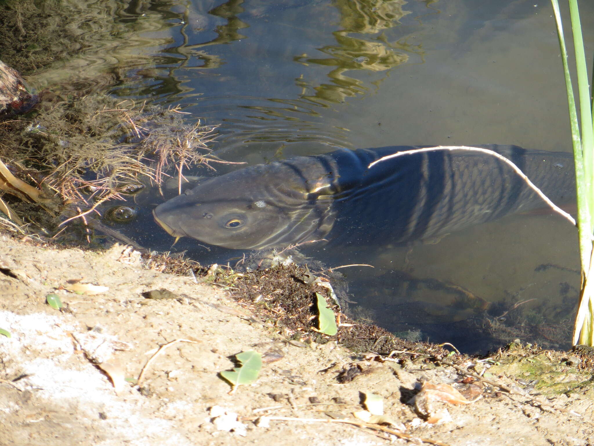 Image of Cyprinus carpio Linnaeus 1758