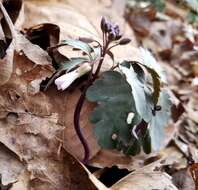 Image of slender toothwort