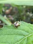 Imagem de Helocassis crucipennis (Boheman 1855)