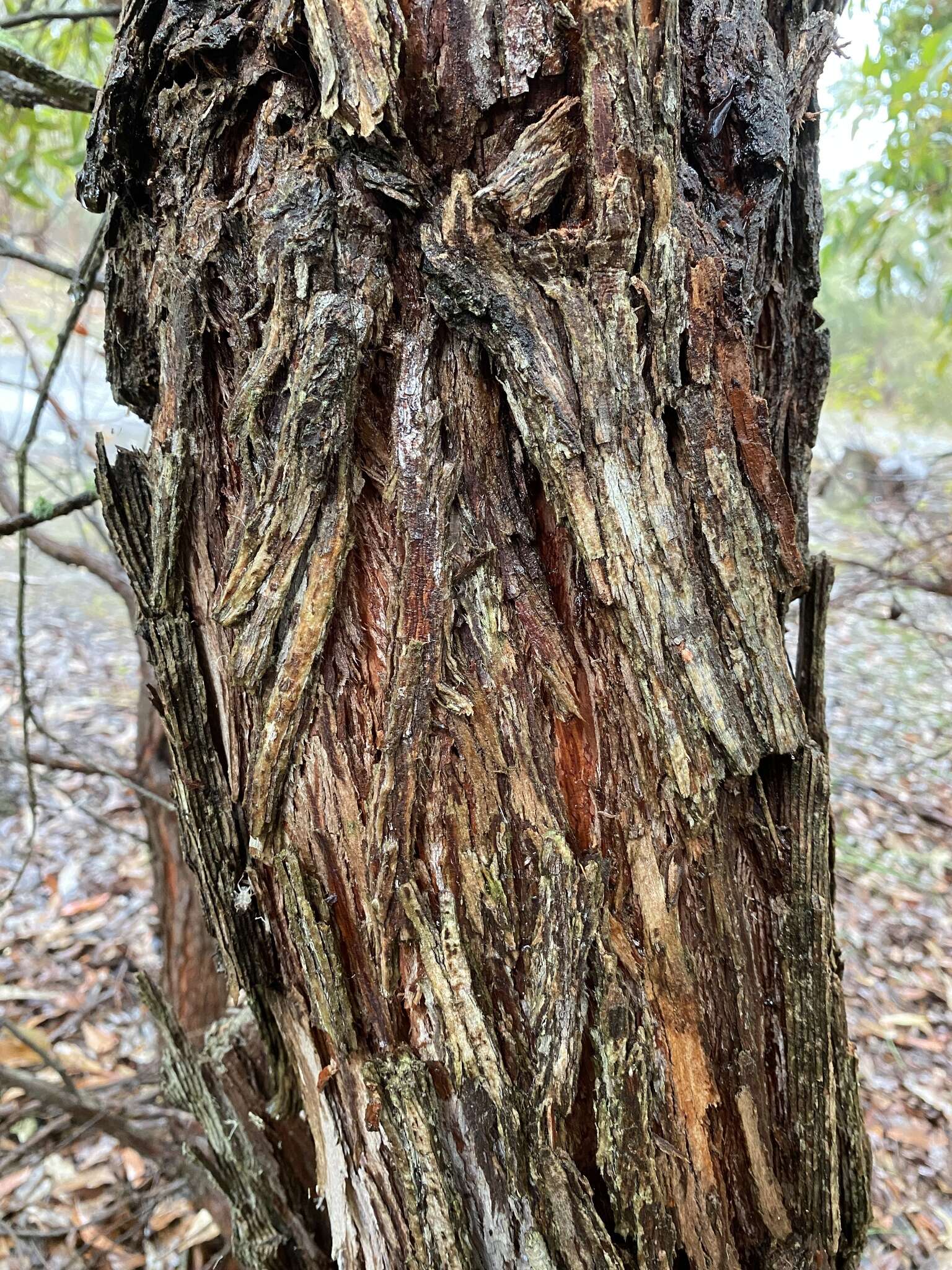 Image of Albany Blackbutt