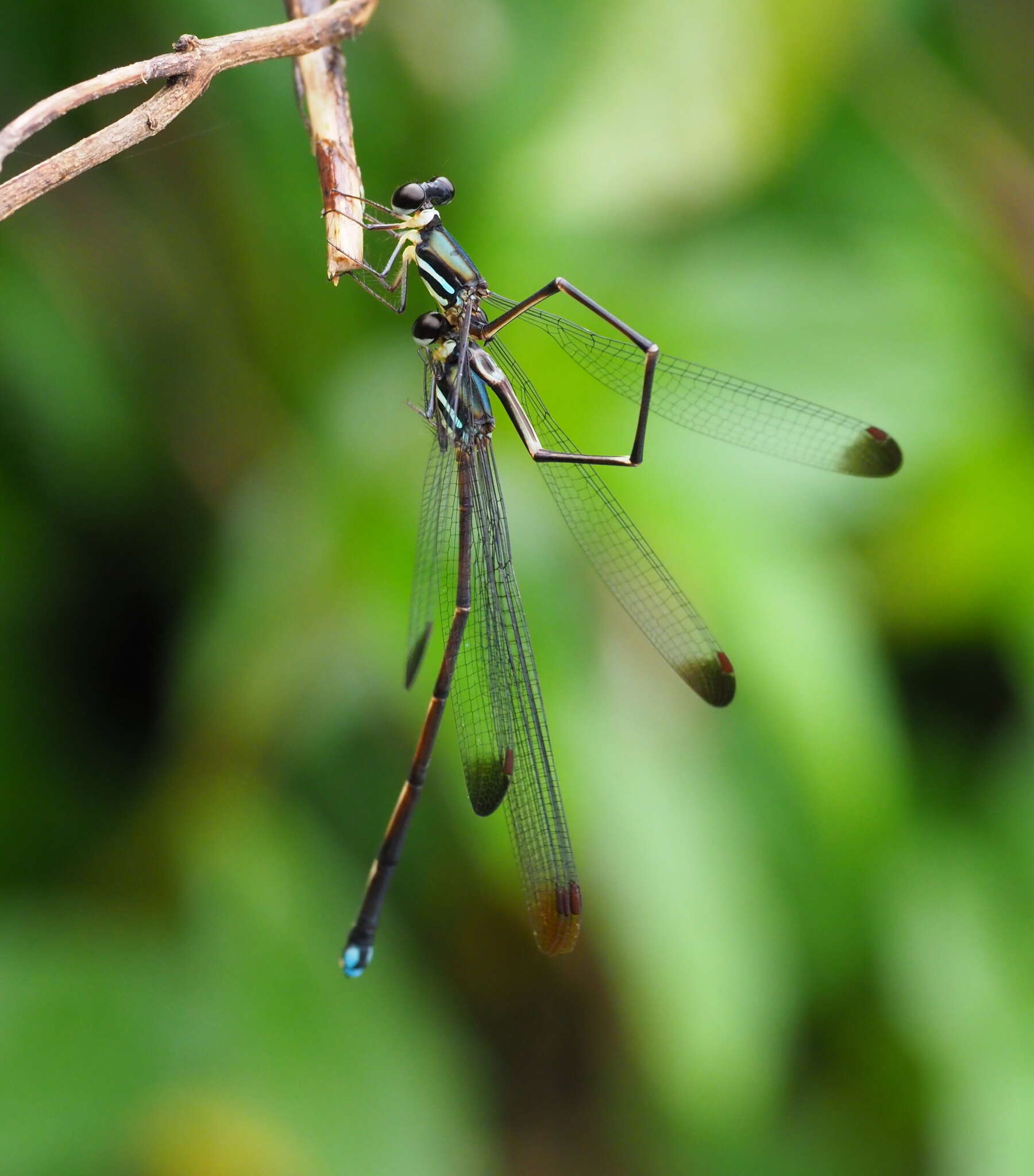 Image of Platysticta apicalis Kirby 1893