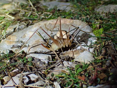 Image of Dolichopoda (Dolichopoda) araneiformis (Burmeister & H. 1838)