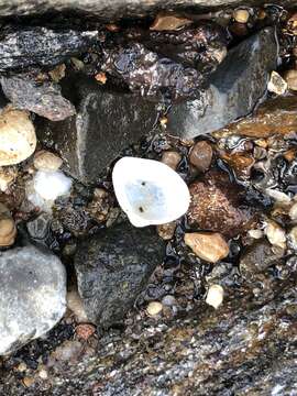 Image of dwarf surfclam