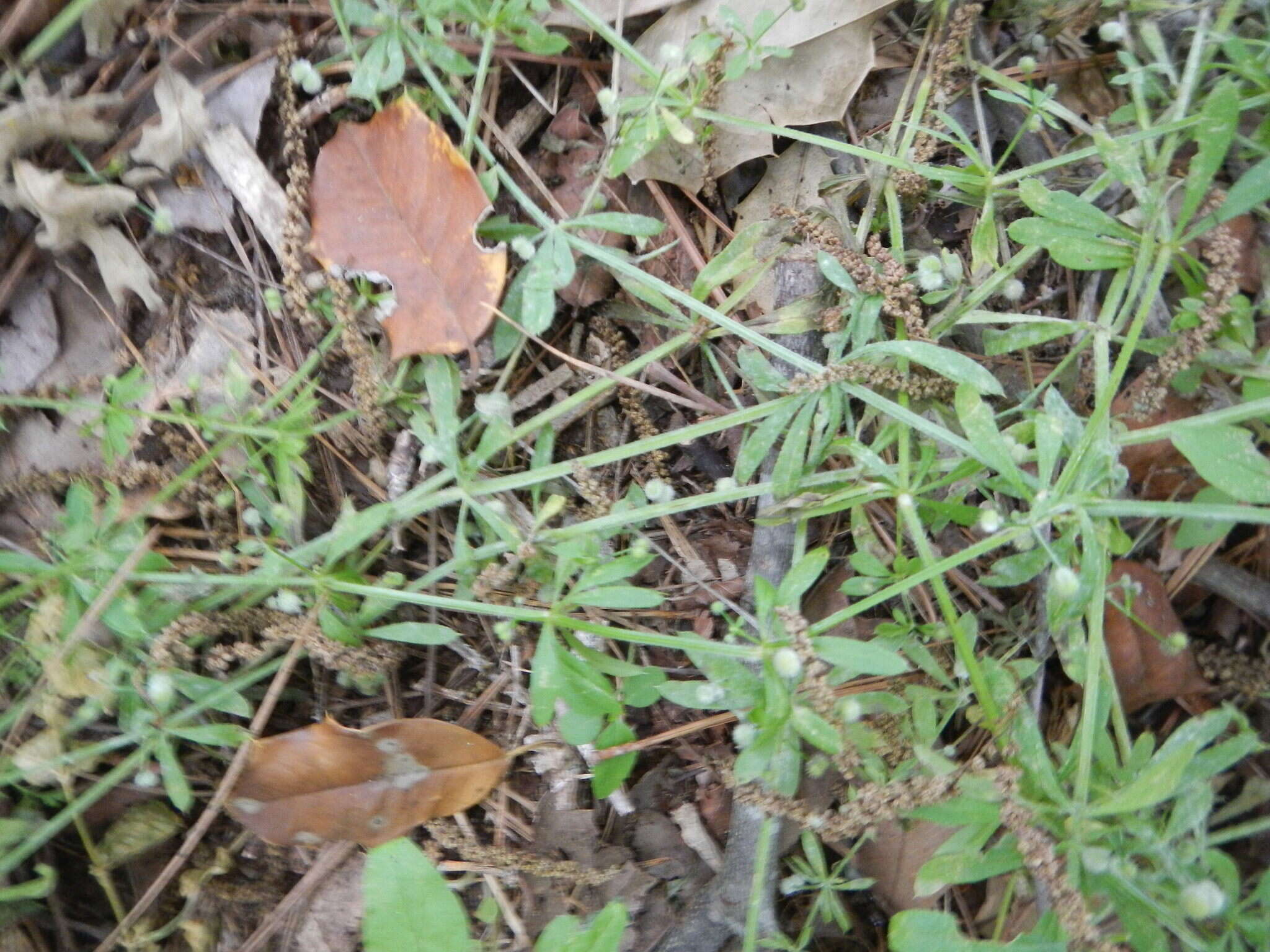 Galium tinctorium L. resmi