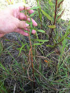 Image of Solidago nitida Torr. & A. Gray