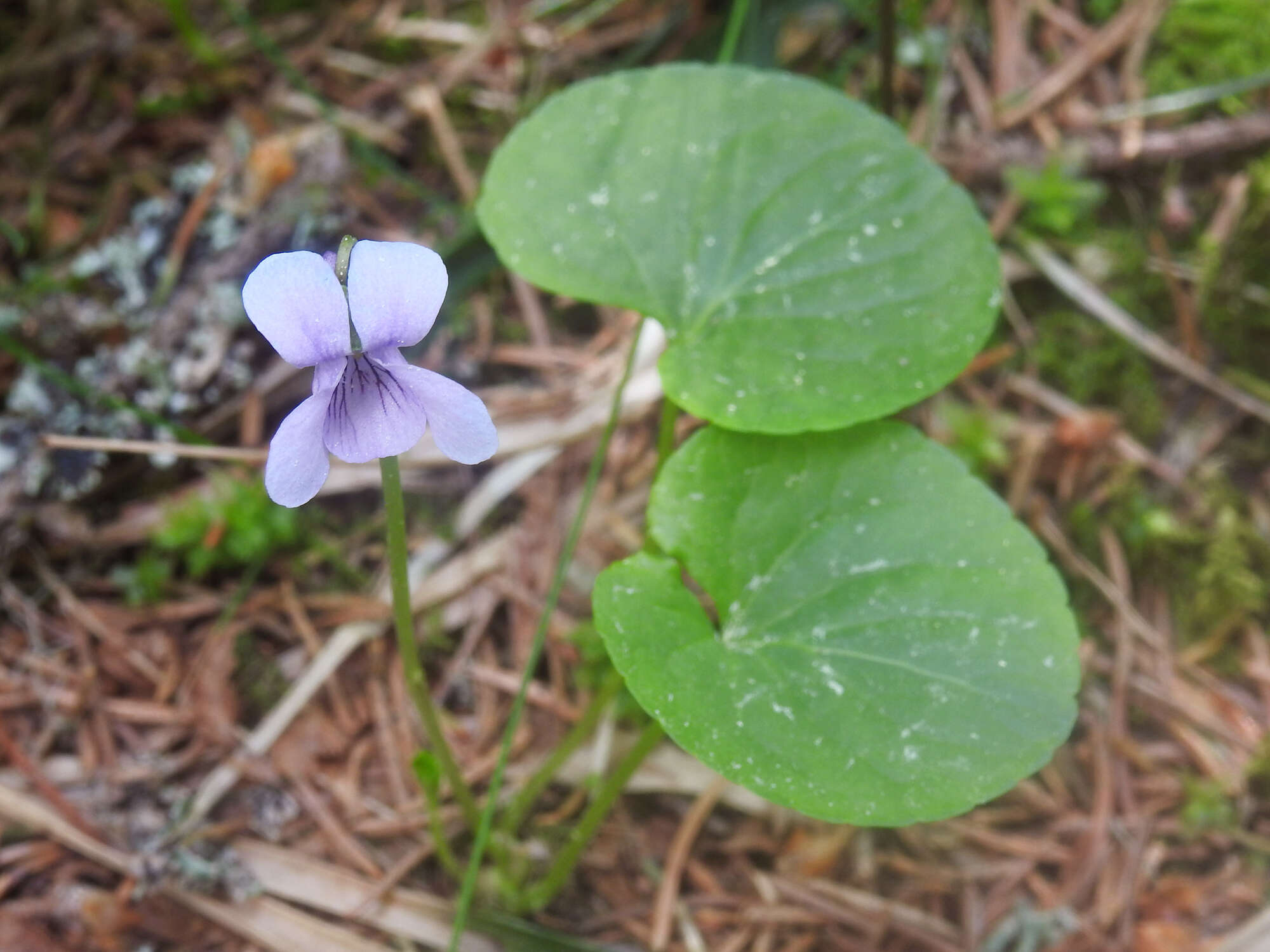 Image of marsh violet