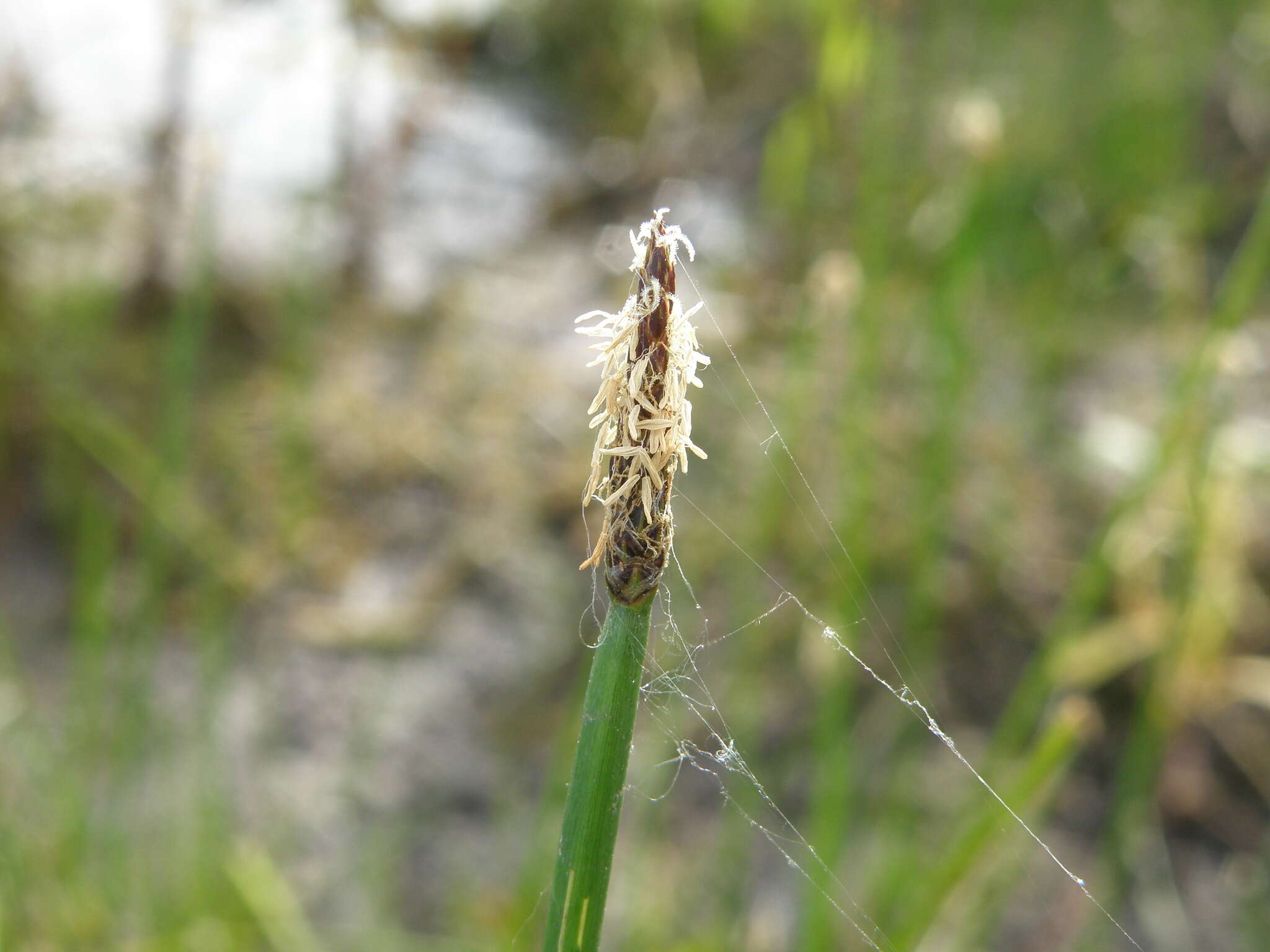 Image of Common Spike-rush