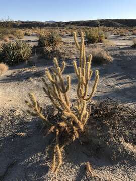 Cylindropuntia ganderi subsp. ganderi resmi