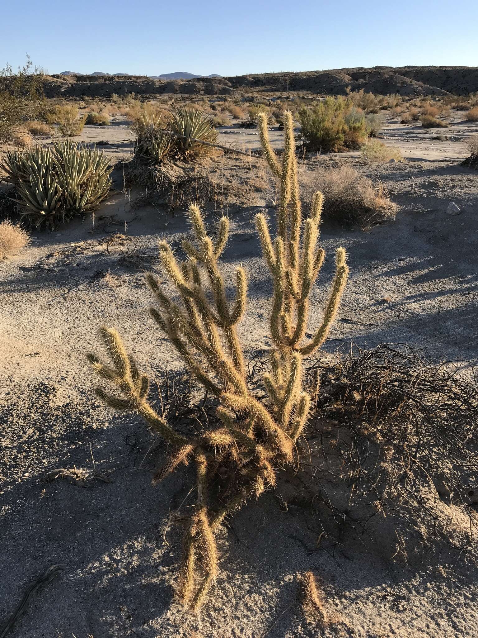 Image de Cylindropuntia ganderi subsp. ganderi