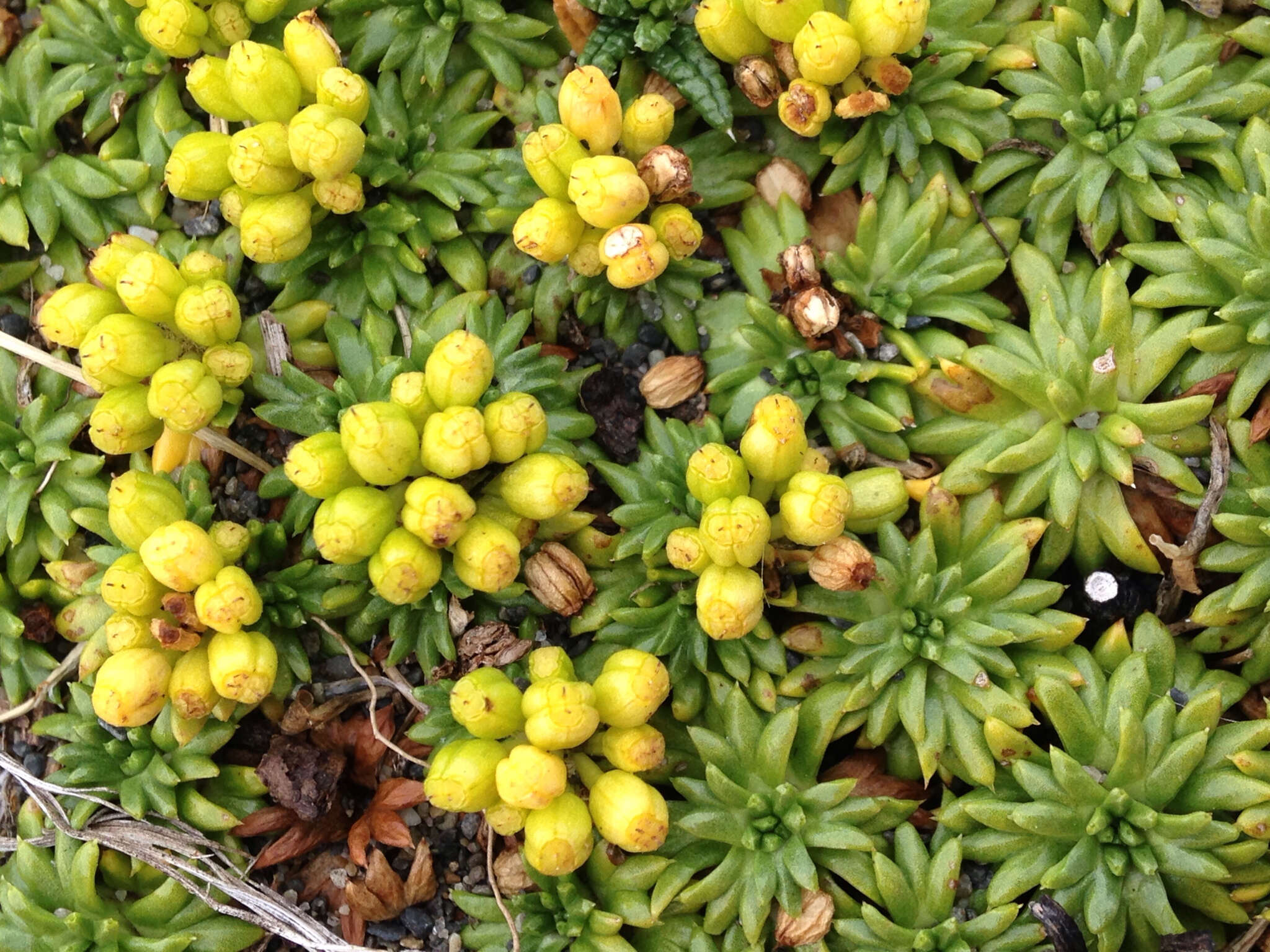 Image of Azorella trifurcata (Gaertn.) Pers.