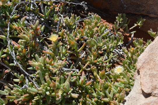 Image of Mesembryanthemum oculatum N. E. Brown