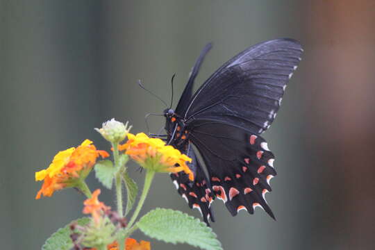 Image of Pink-spotted Swallowtail