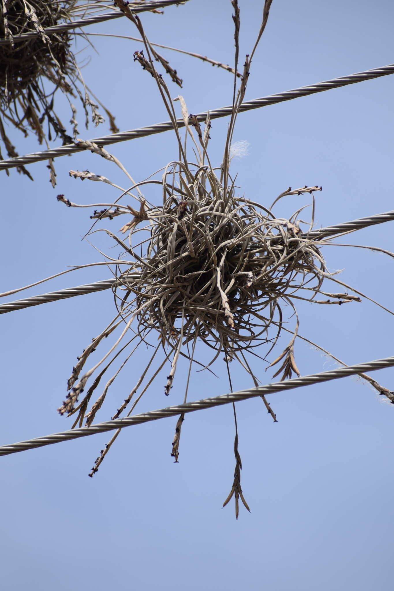 Image of Tillandsia caliginosa W. Till