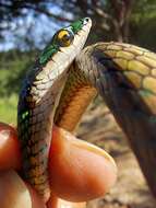 Image of Leptophis coeruleodorsus Oliver 1942