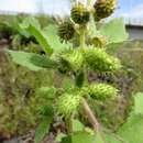 Image of Xanthium strumarium subsp. sibiricum (Widd.) Greuter