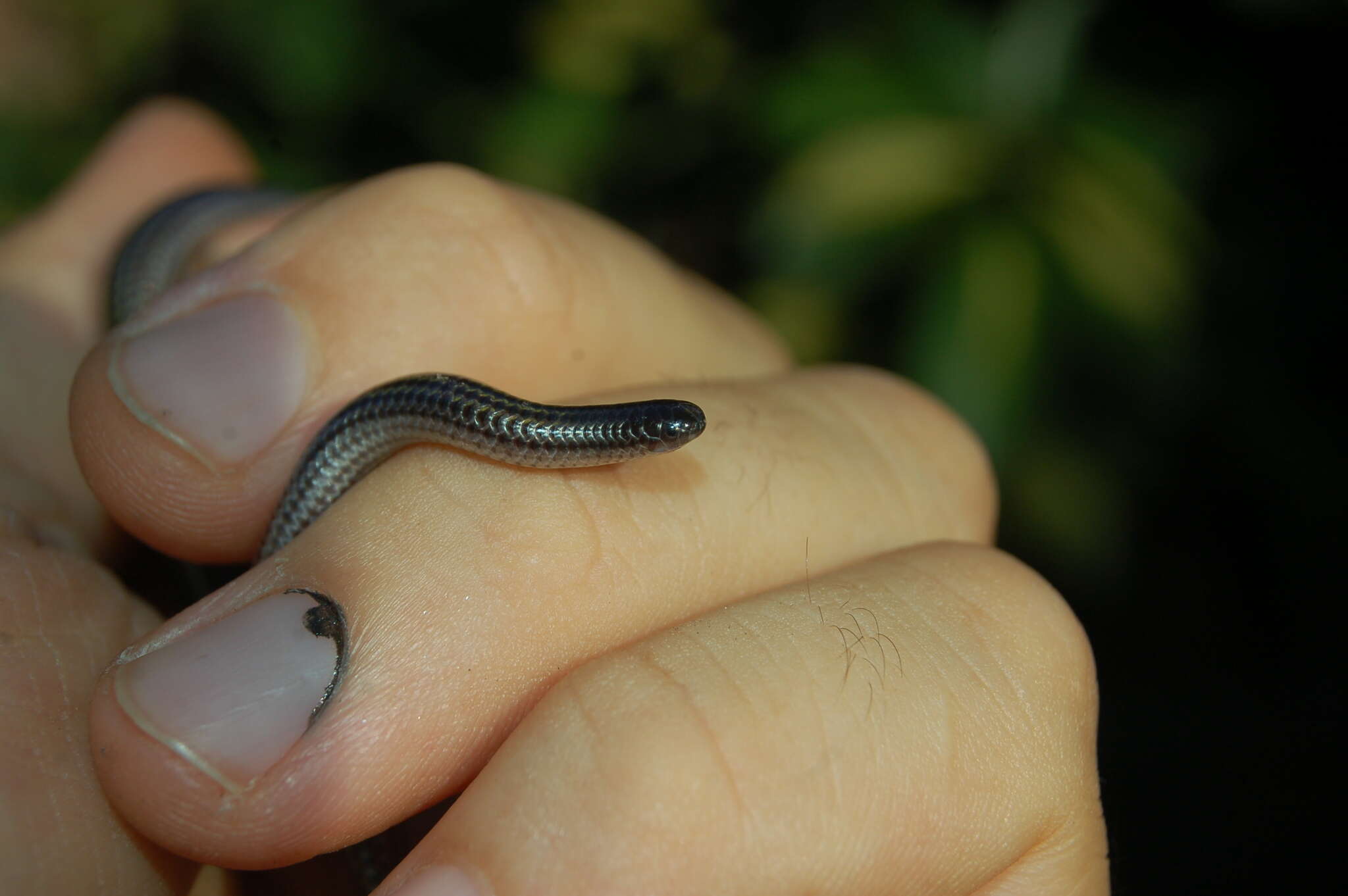 Imagem de Epictia albipuncta (Burmeister 1861)