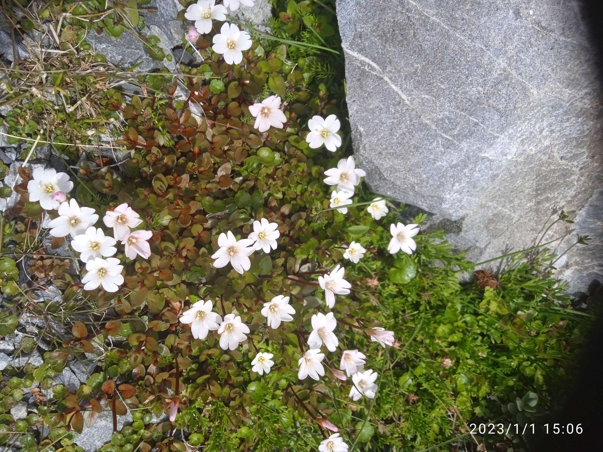 Image of Epilobium macropus Hook.