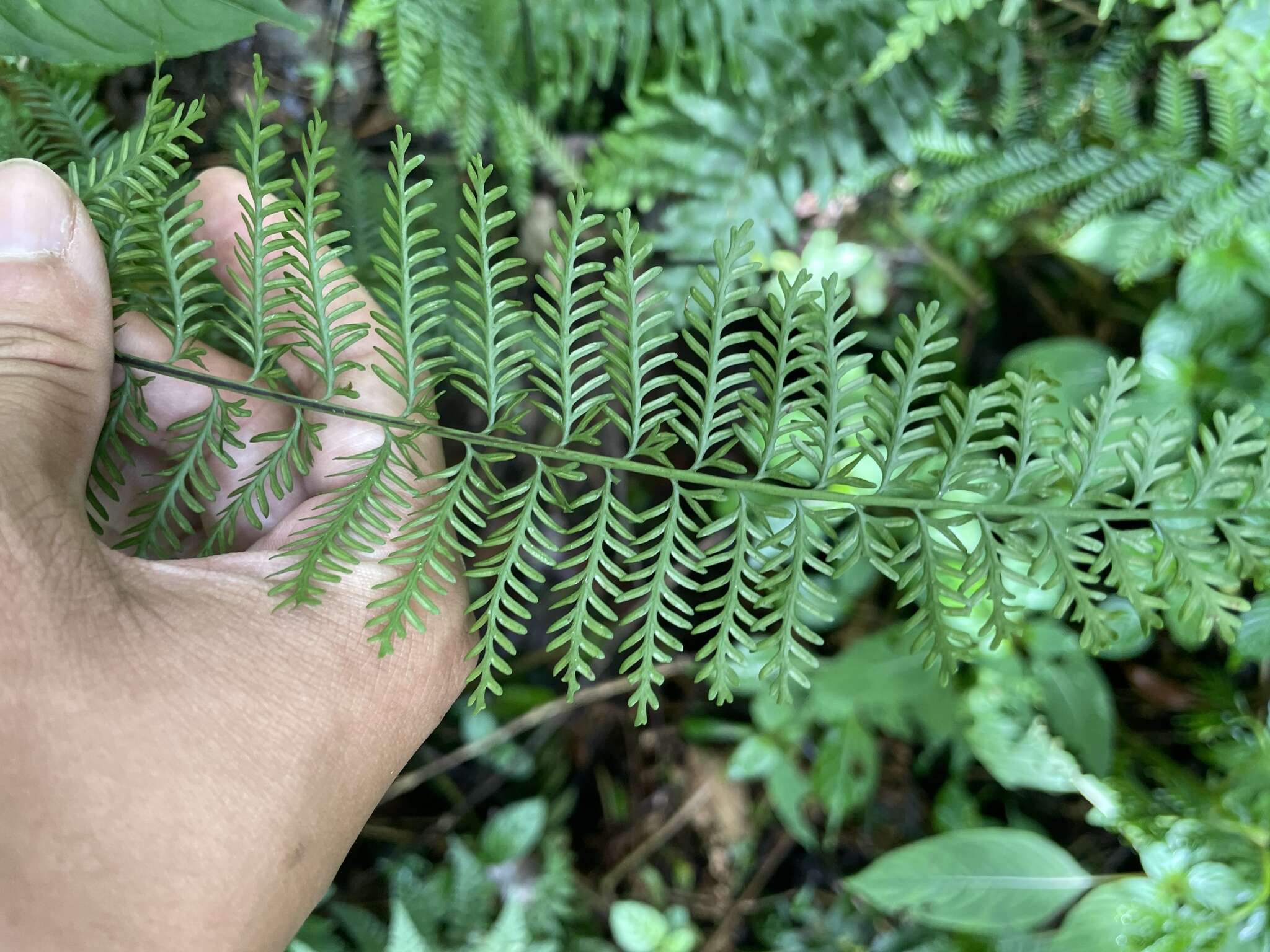 Image of Asplenium thunbergii Kunze