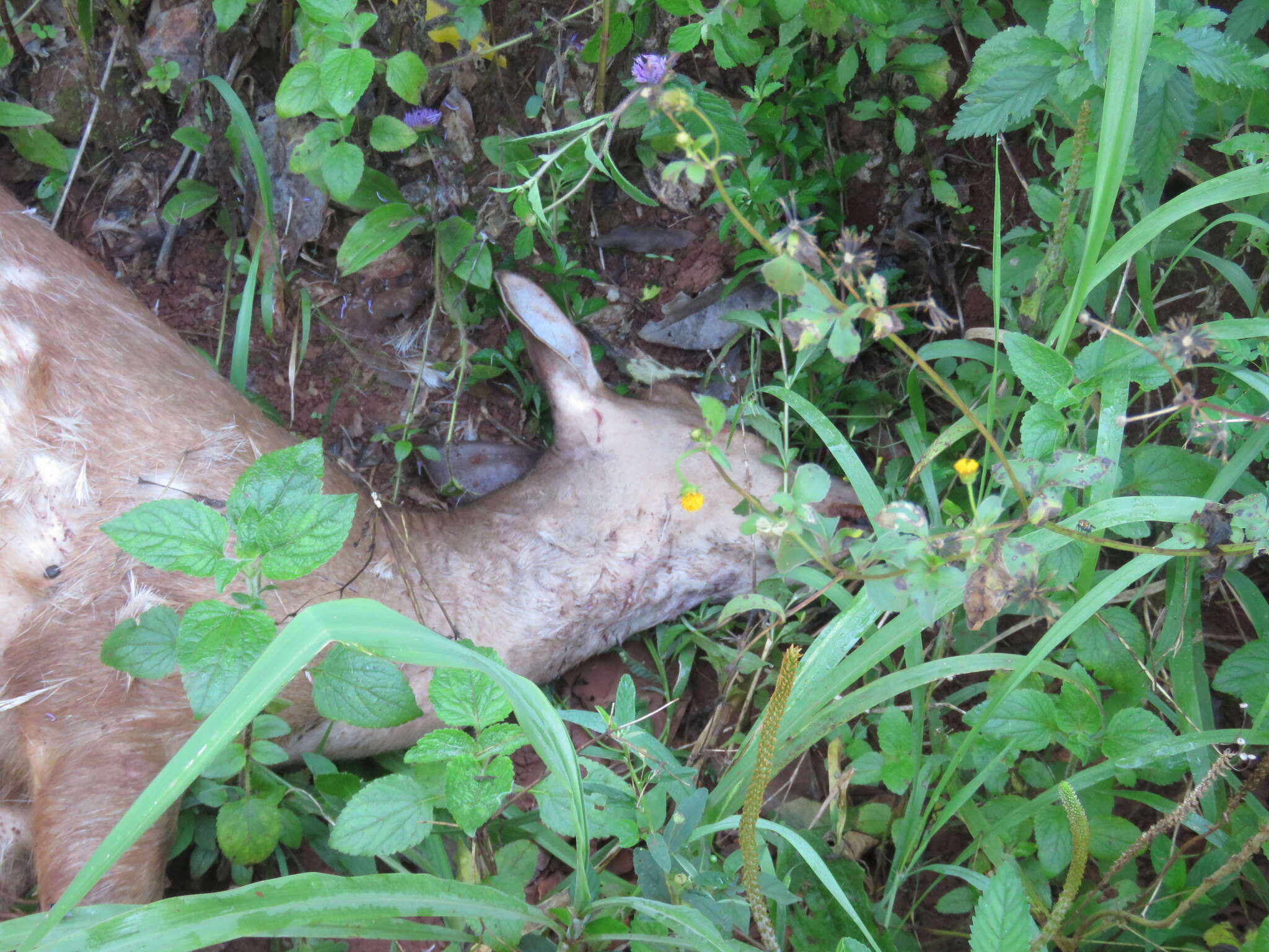 Image of South American Red Brocket