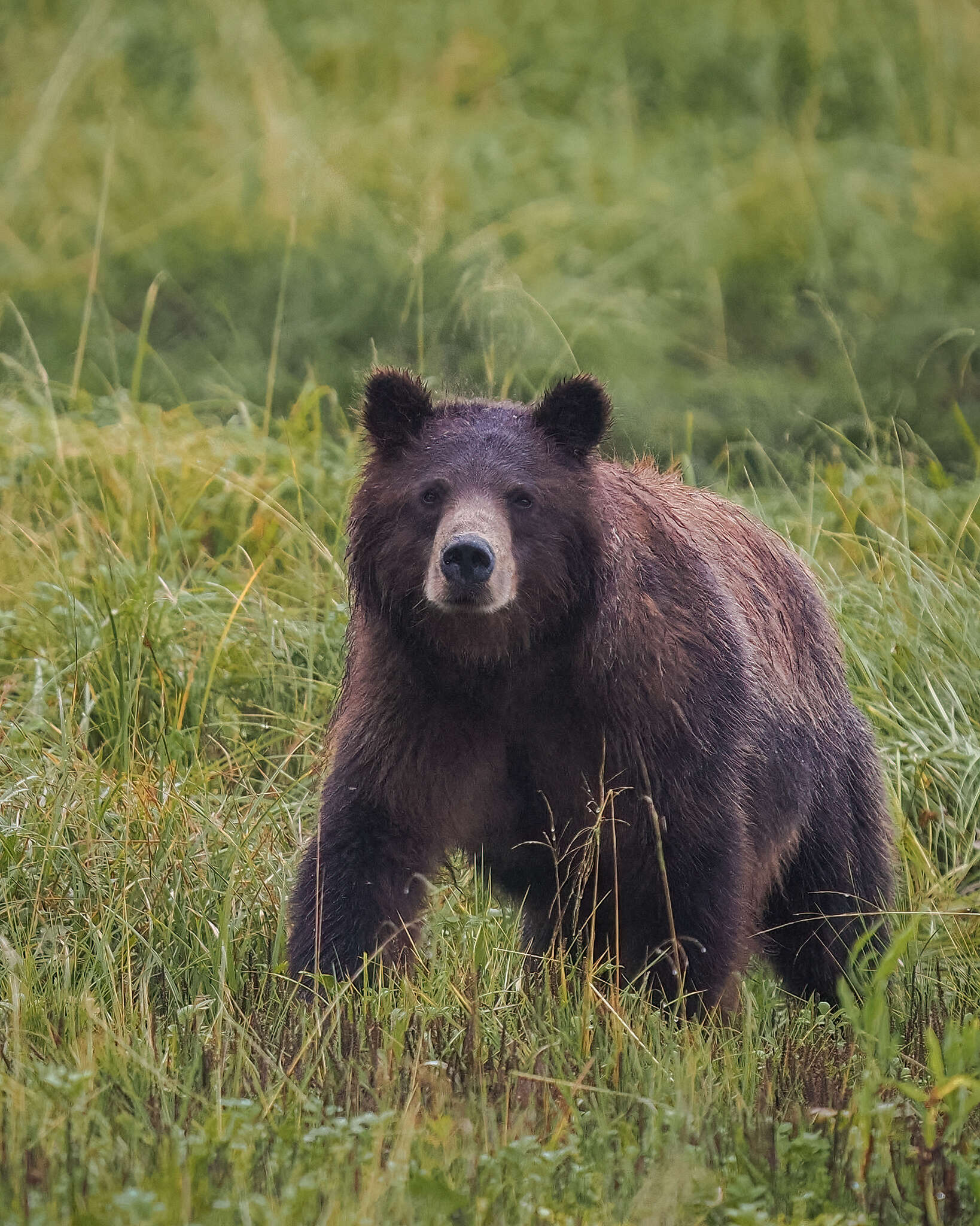 Image of Ursus arctos sitkensis Merriam 1896