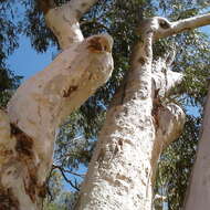 Слика од Eucalyptus camaldulensis subsp. refulgens Brooker & M. W. Mc Donald