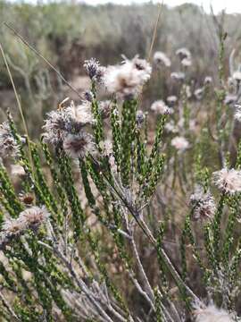 Image of Lachnospermum imbricatum (Berg.) Hilliard