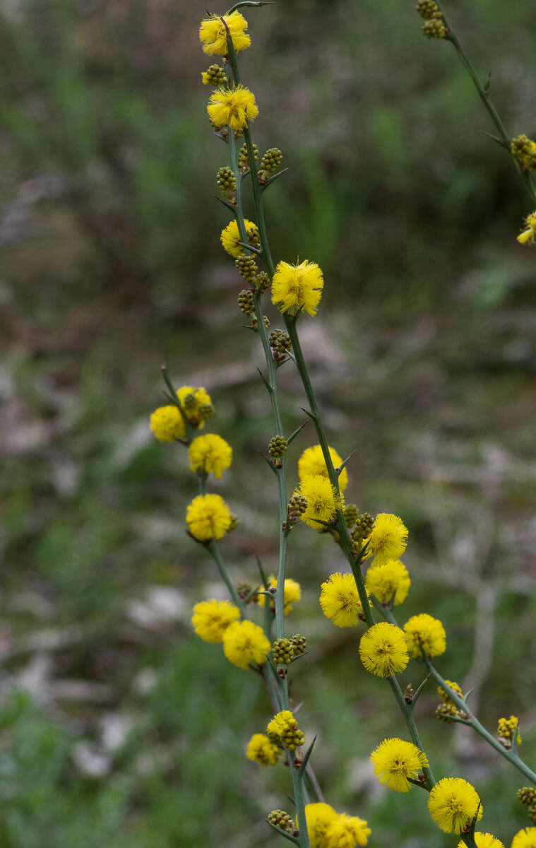 Image de Acacia continua Benth.