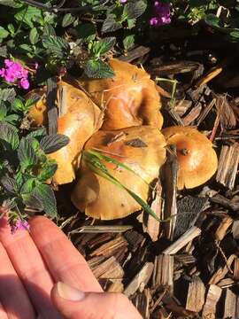 Image of slender pholiota