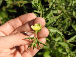 Plancia ëd Oenothera indecora Camb.