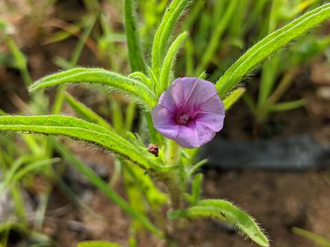 Image of Ipomoea polymorpha Roem. & Schult.