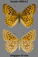 Image of Speyeria mormonia erinna Edwards 1882