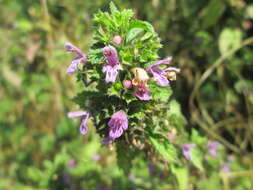 Image of Ballota nigra subsp. meridionalis (Bég.) Bég.