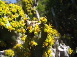 Euphorbia caerulescens Haw. resmi