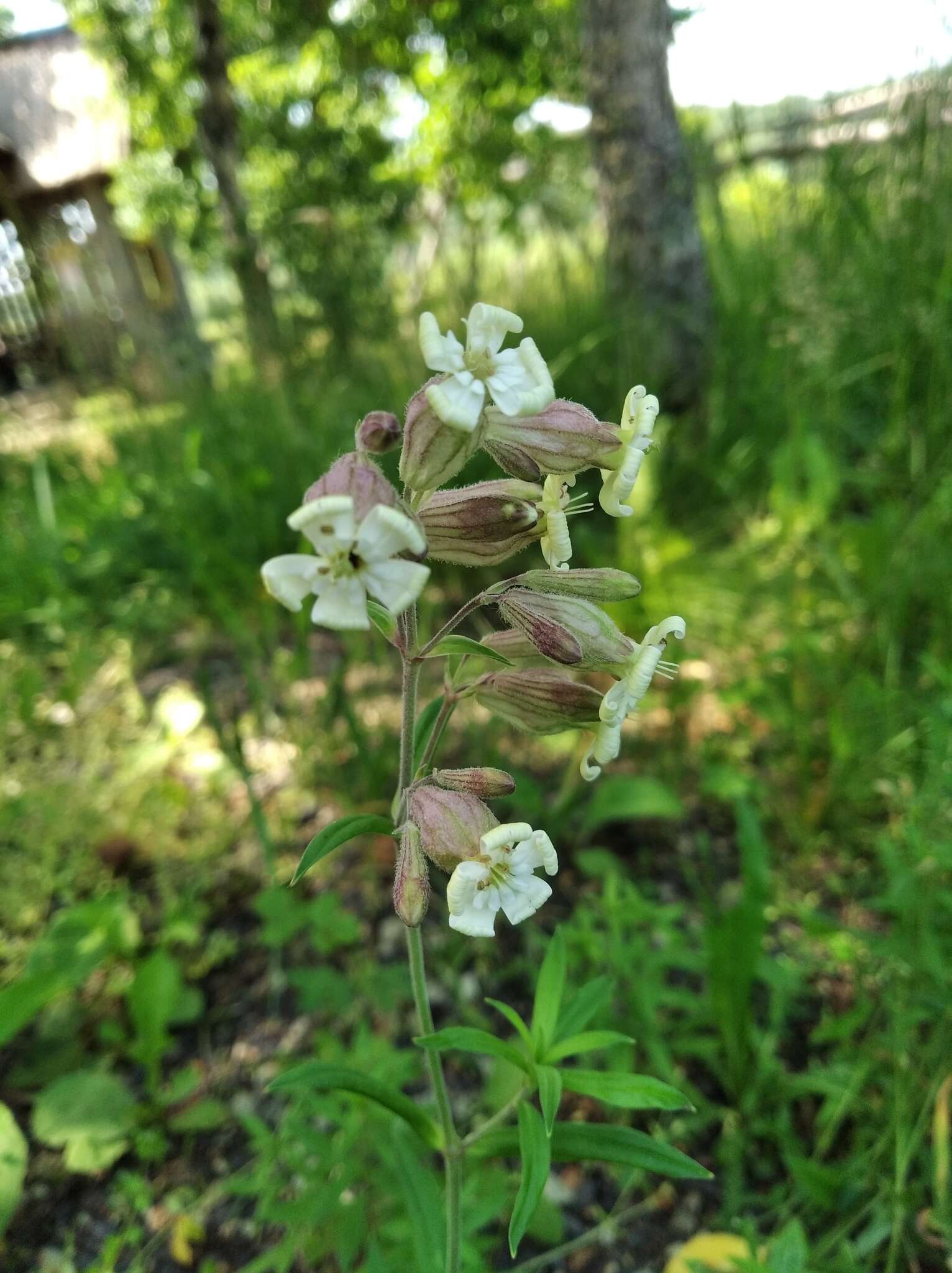 Image of pink campion