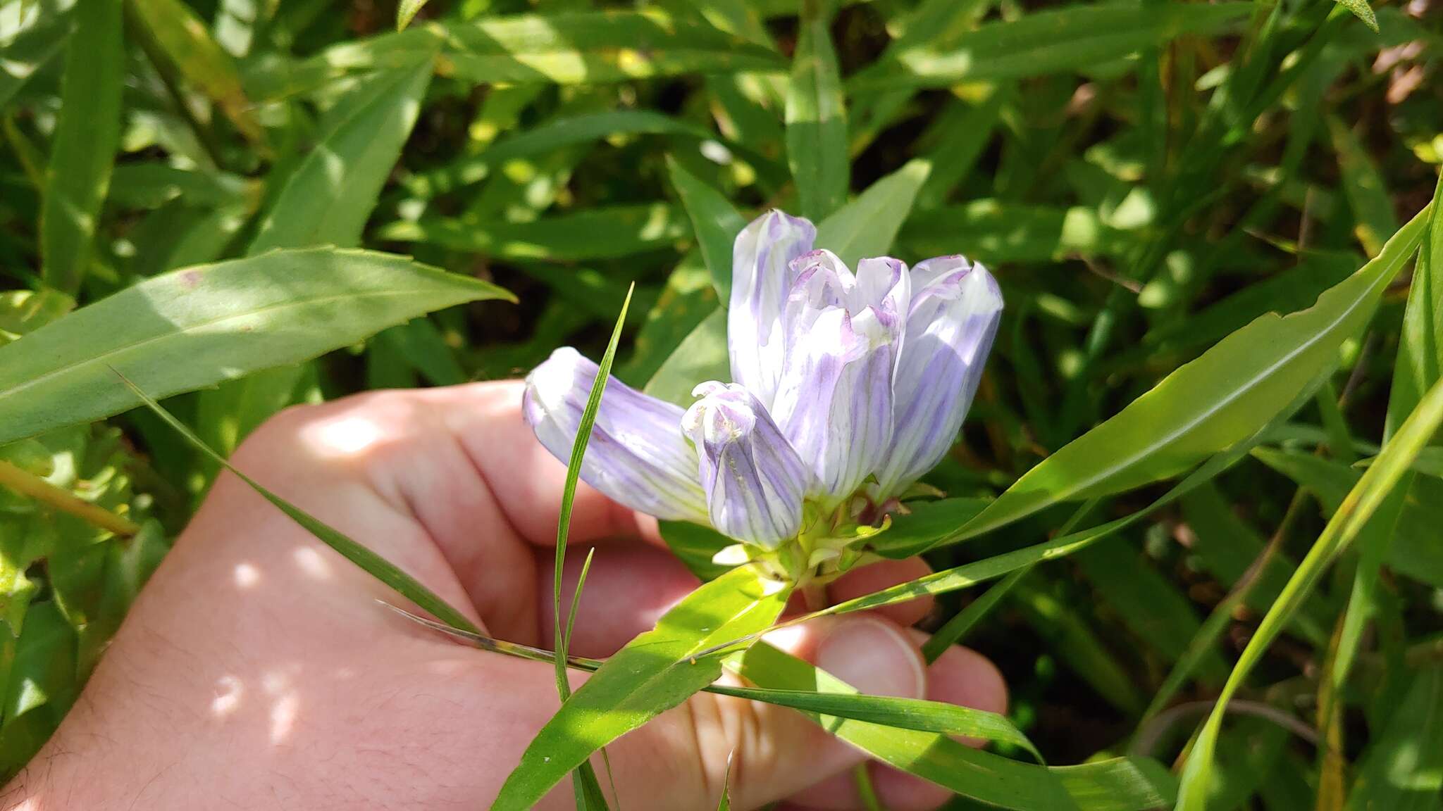 Image of gentian