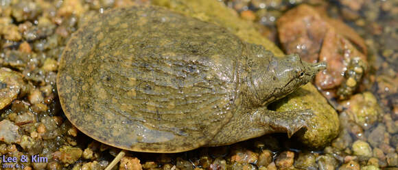 Image of Northern Chinese softshell turtle