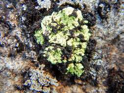 Image of alpine arthrorhaphis lichen