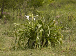 Image of Crinum powellii Baker