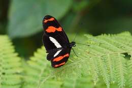 Image de Heliconius telesiphe Doubleday (1847)