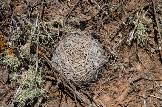 Imagem de Echinopsis schieliana (Backeb.) D. R. Hunt